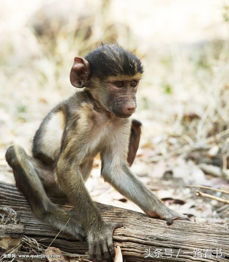 从一本书里穿越进了另一本书里,一路看书完整版