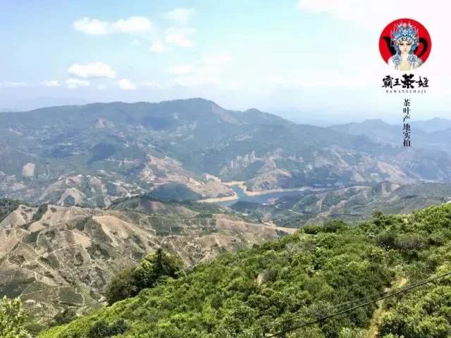 近期排队很火的网红茶 (排队最好的网红茶)