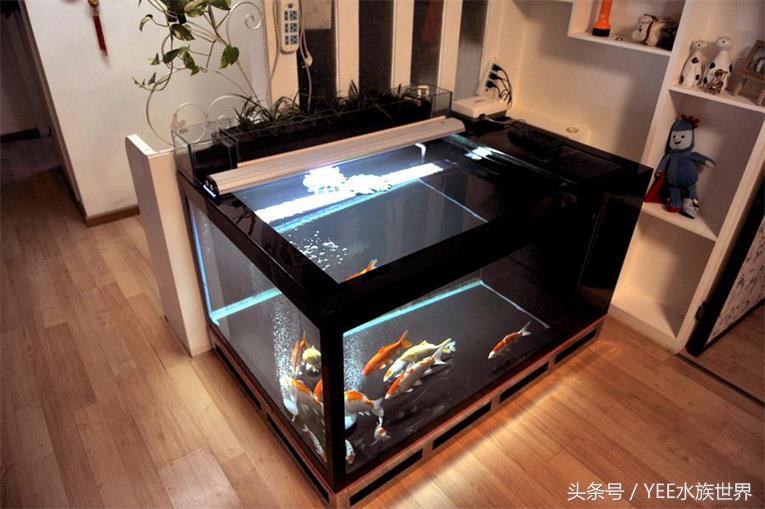 哪种鱼缸不实用,这几种鱼不要买