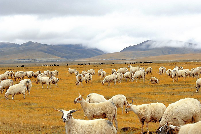 美丽的若尔盖草原旅游照片,美丽的若尔盖草原太漂亮了