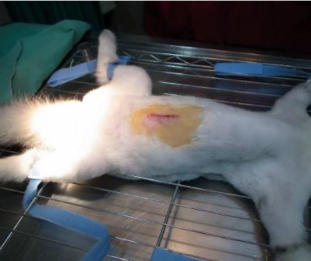 狗狗肚子长了个包,狗狗肚子有个鼓包是什么病