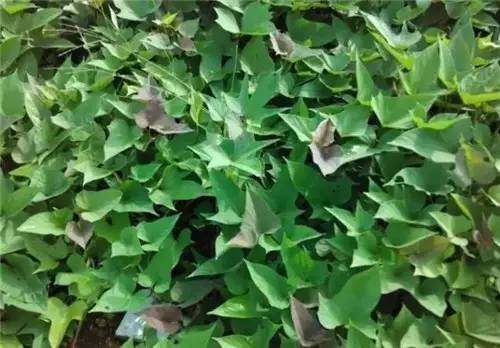 四川山里的各种野菜,四川的野菜根本吃不完你认识几种