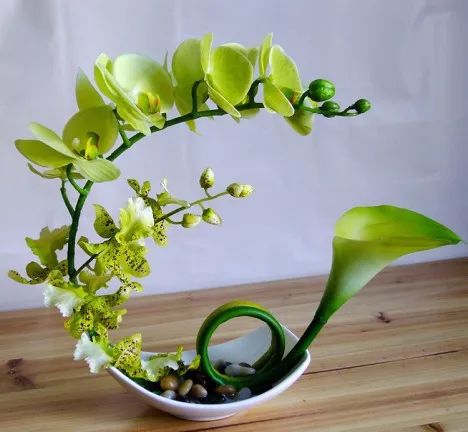 珍稀马蹄莲,如何让马蹄莲一年四季都活着