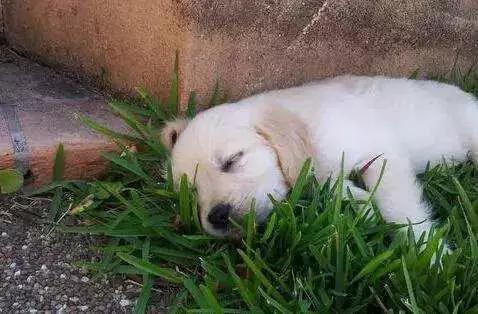 夏天别带狗狗去这些地方有危险,千万不要把宠物放车里