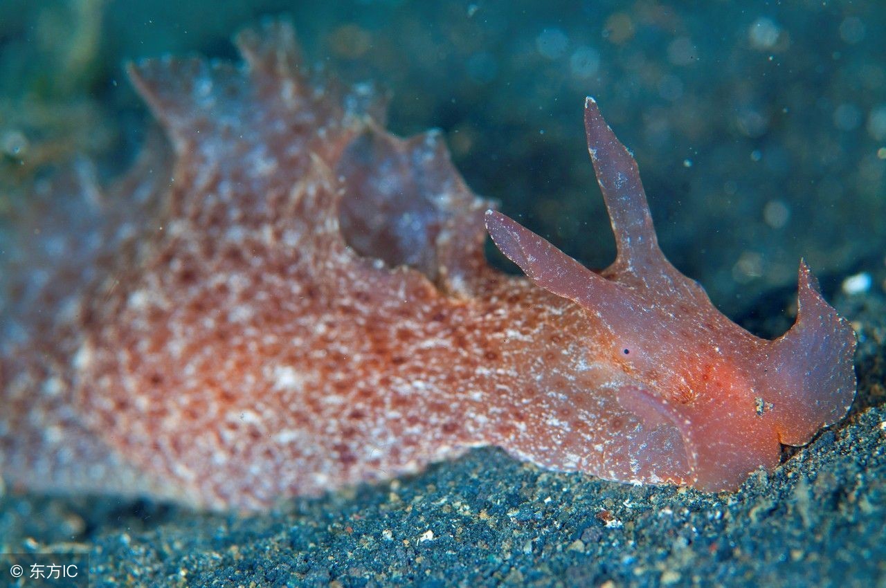 10个趣味冷知识会让人上瘾的糖,只有人类会得痔疮吗