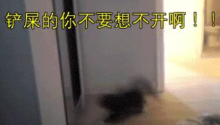 猫咪偷睡在主人床边的原因,猫咪为何喜欢偷嘴