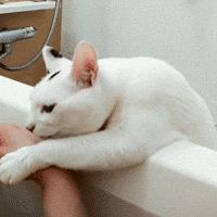 猫咪偷睡在主人床边的原因,猫咪为何喜欢偷嘴