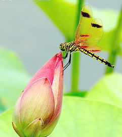 蜜蜂的天敌有哪些动物,蜜蜂天敌有哪些