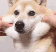 神奇！泰国网红“蚂蚁夫人”教大家如何对付恶犬，一般人还真学不来