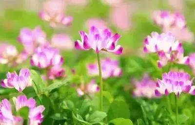 鲜花的100种花语,全部花草的花语