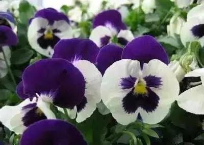 100种象征着爱情的花的花语,满天星花有几种颜色对应的花语