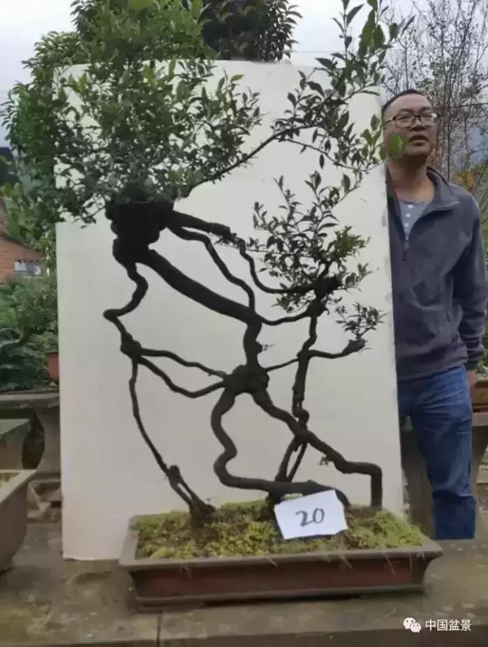 左世新金弹子盆景直播,左世新根艺金弹子