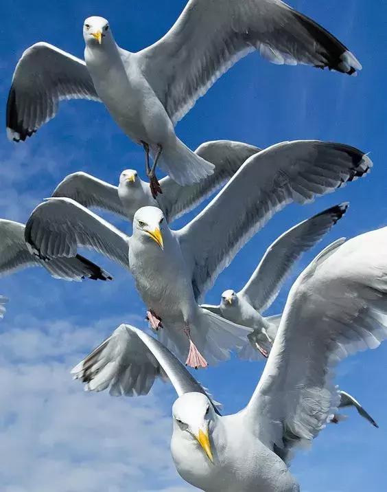 刚拍的你从未见过的集体照,史上最全的集体照