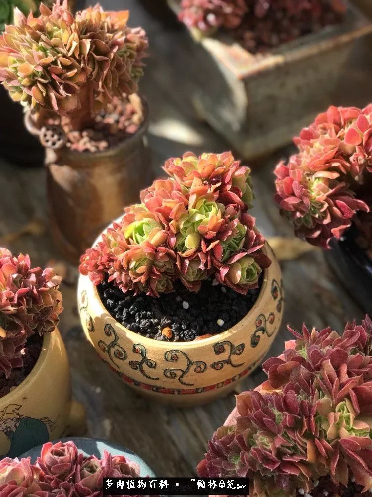 昆明精品多肉花园,昆明最好看的多肉花园