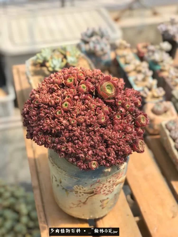 又一场法师视觉盛宴欣赏：翰林苑的昆明多肉花园！