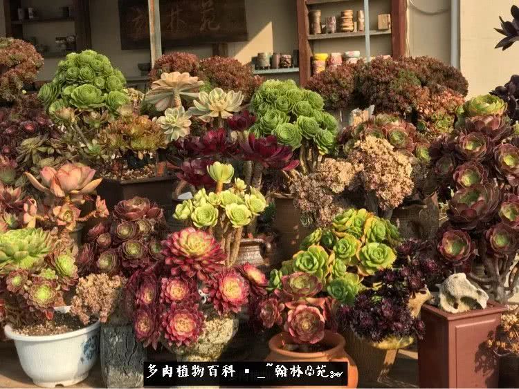 又一场法师视觉盛宴欣赏：翰林苑的昆明多肉花园！
