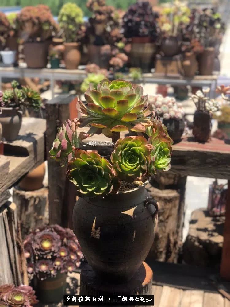 又一场法师视觉盛宴欣赏：翰林苑的昆明多肉花园！
