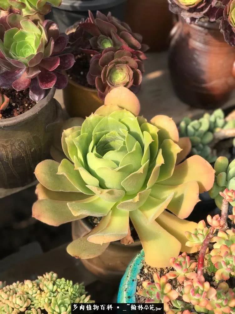 昆明精品多肉花园,昆明最好看的多肉花园