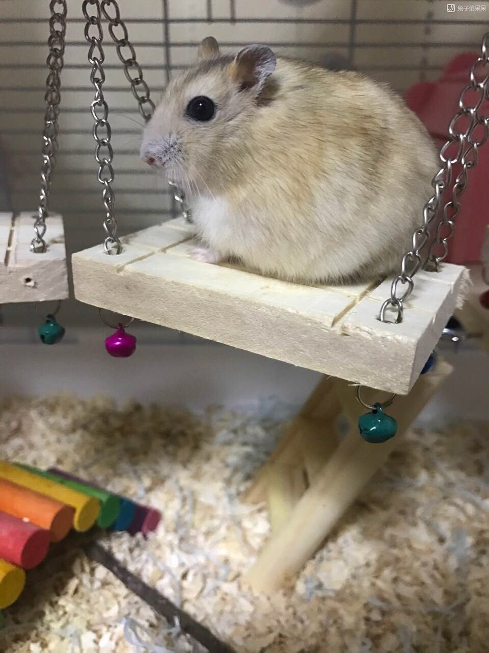 三只仓鼠游戏,三只仓鼠选什么笼子