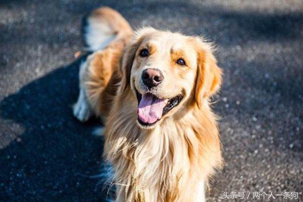脾气超级好的金毛,脾气暴躁金毛