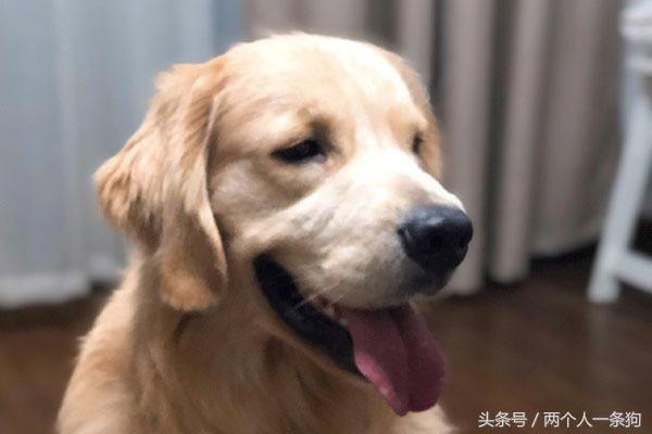 脾气超级好的金毛,脾气暴躁金毛