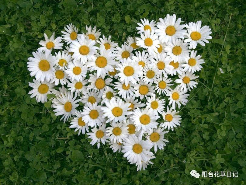 世界上最具代表5种国花,各国国花有哪些特点