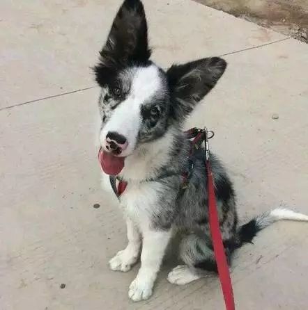 原来狗子还能丑到这种地步,盘点那些让人哭笑不得的狗子