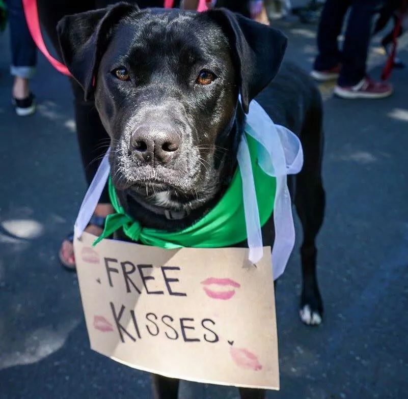 宠物行旅,宠物徒步活动成都