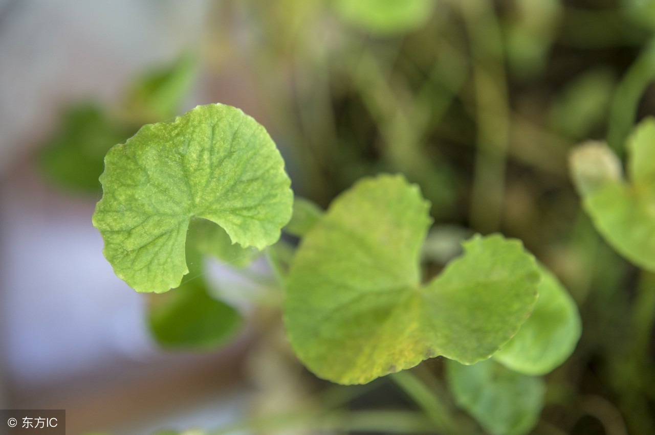 雷公藤对肾的损害有哪些,雷公藤伤肾为什么还用它治疗肾病