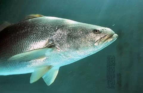 大开眼界知识大全,大开眼界看不懂