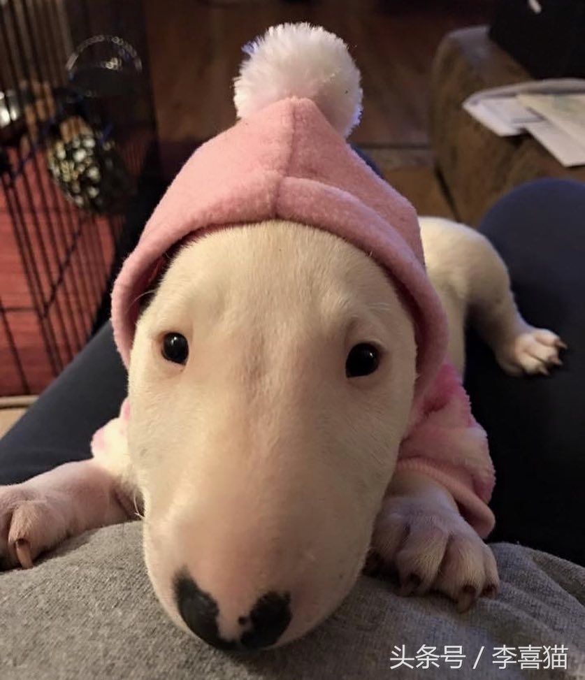 争强好胜不是错,牛头梗是狗中最厉害的一个