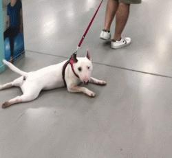 争强好胜不是错,牛头梗是狗中最厉害的一个