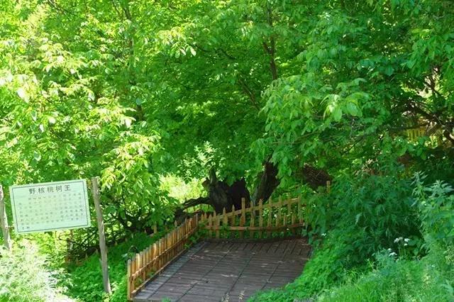疆内春季风景,疆内美丽旅游景点