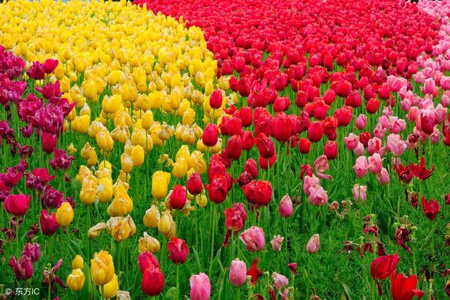 试纸测试怀孕了但是阴超看不到,尿试纸测怀孕是否可以说明着床