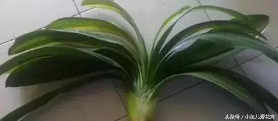 养花浇水知道这14个坑花能活20年,不适合多浇水的8种花