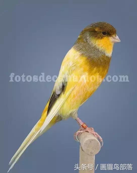 芙蓉鸟金丝鸟的饲养与繁殖,芙蓉鸟金丝雀要怎么上手才行