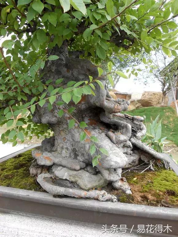 小叶榆和榉树怎样鉴别,小叶榔榆和花皮榆有什么区别