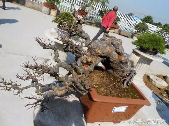 怎么区分榆树和榉树,怎么分辨榆叶梅和碧桃