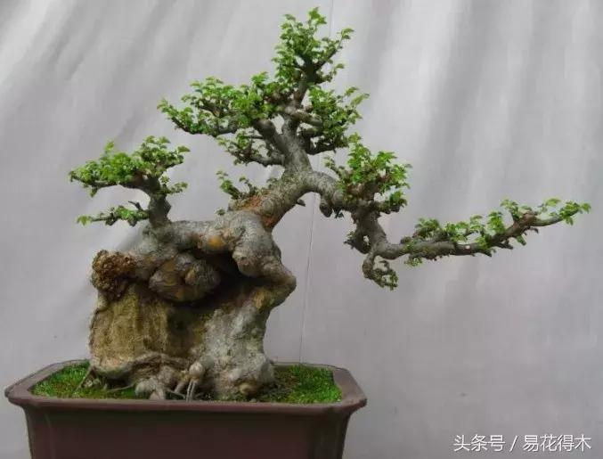 怎么区分榆树和榉树,怎么分辨榆叶梅和碧桃