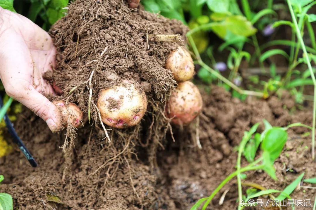深山寻味｜远赴镇康，遇见一个不一样的木场乡
