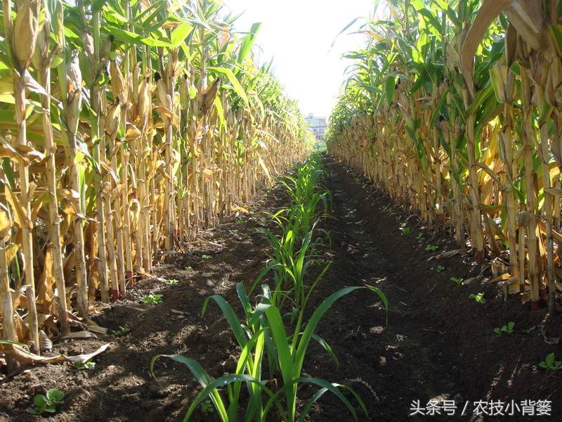 农作物重茬种植怎样高产抗病害,豆角重茬病虫害防治方法