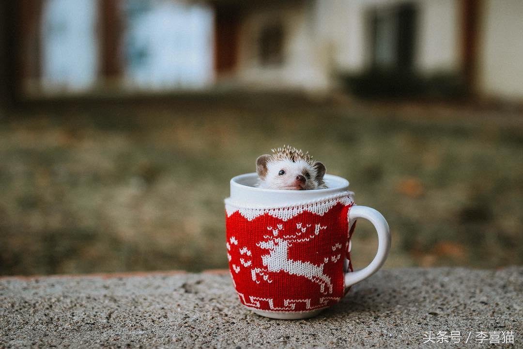 浑身都是刺也阻挡不了卖萌的脚步，活泼的吃货小刺猬了解一下