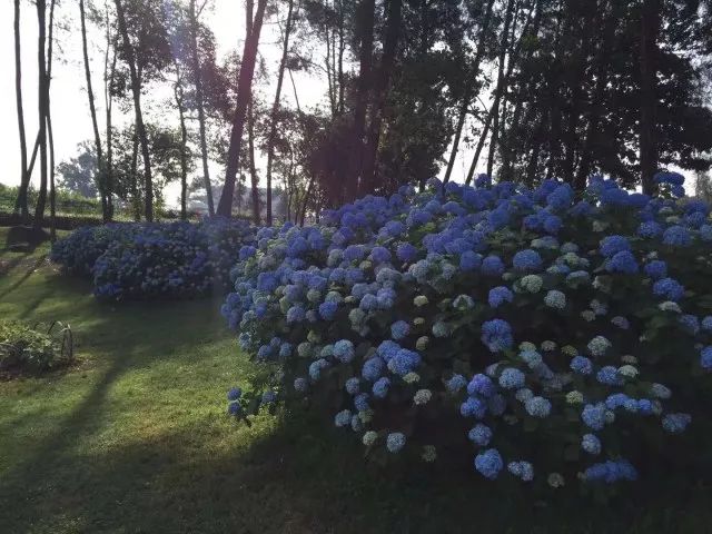 开奖｜林盘里、绿道上、花海间！20张石象湖门票花落谁家