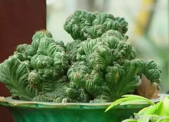 多肉植物仙人掌怎样养得粗壮,山影拳仙人山图片