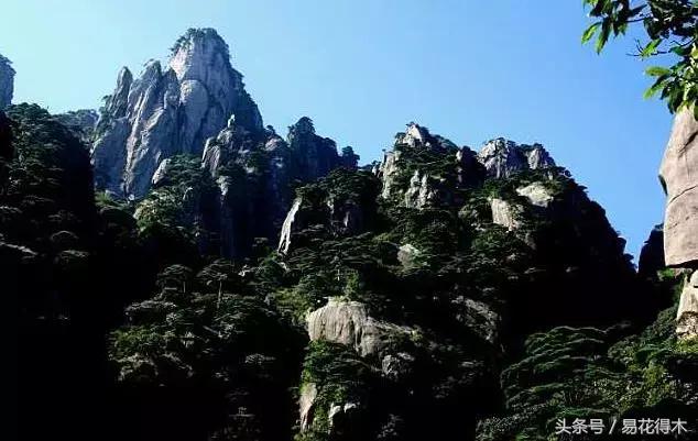 多肉植物仙人掌怎样养得粗壮,山影拳仙人山图片