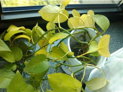 绿萝黄叶有几种原因及处理方法,绿萝黄叶原因怎样处理