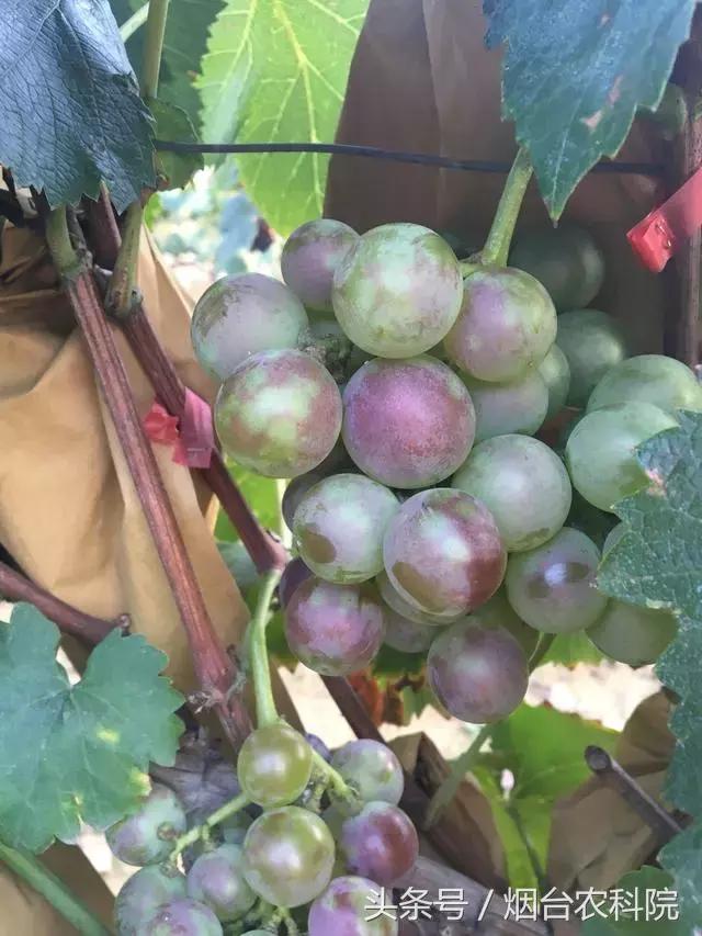 葡萄康氏粉蚧综合防治技术