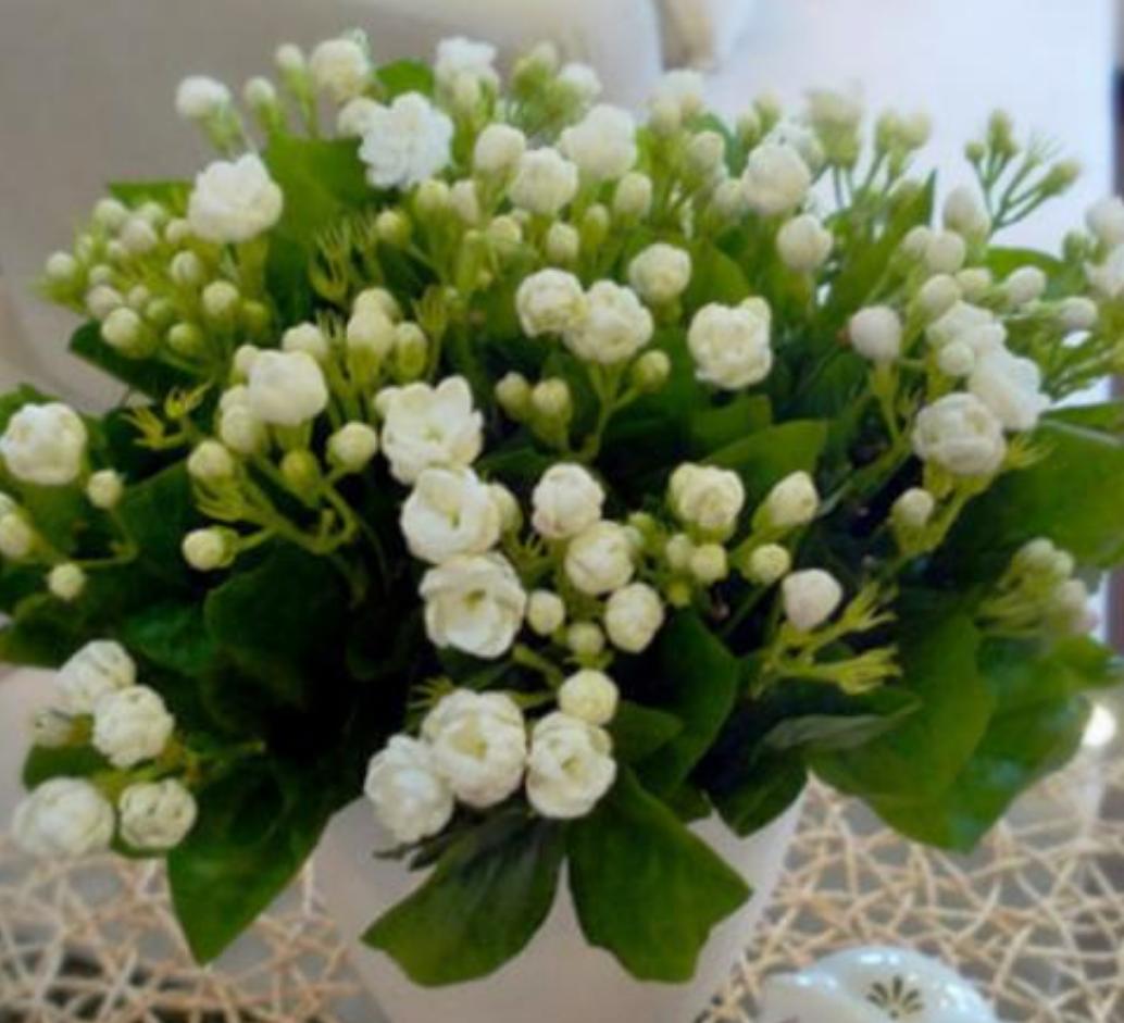 高温天气室外花草适合多浇水吗,高温天气花枯了能浇水吗