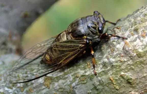 最幸福的夏日诗词,唯美诗词美句经典夏日