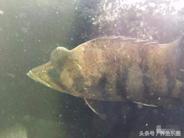 虎鱼一般都会得什么病,虎鱼常见的疾病有哪些